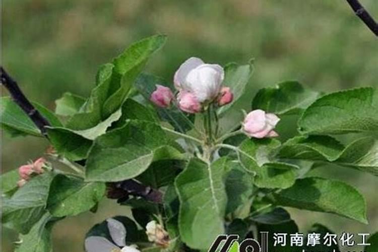 栽苹果树施什么肥最好
