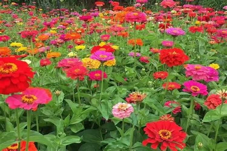 提高芒果树产量的追肥技巧有哪些