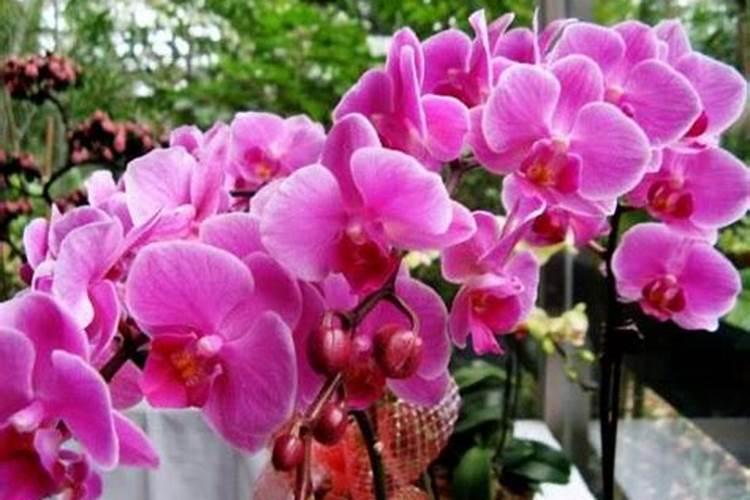 蝴蝶兰施什么肥最好