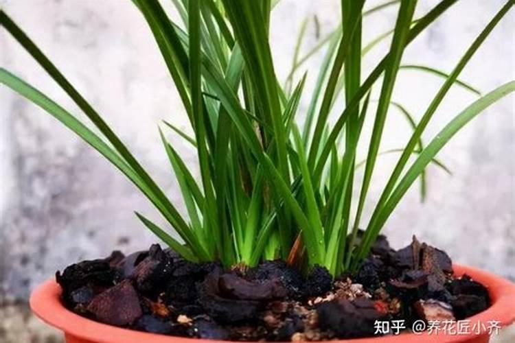 兰花换盆后多久施肥