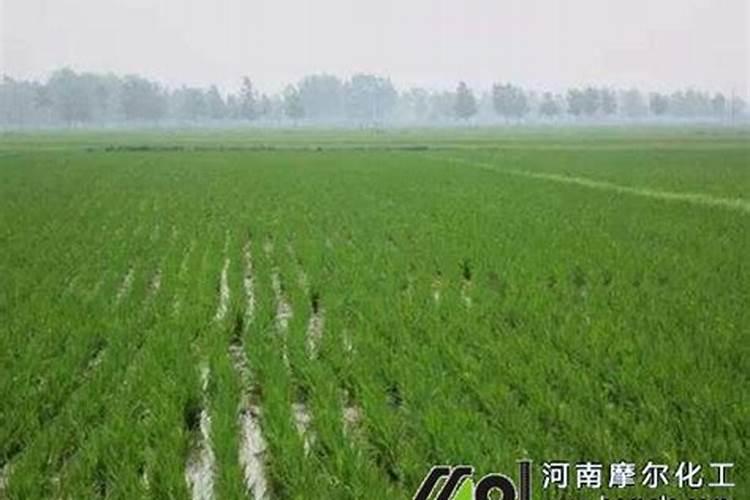 如何给农作物科学施用锌肥