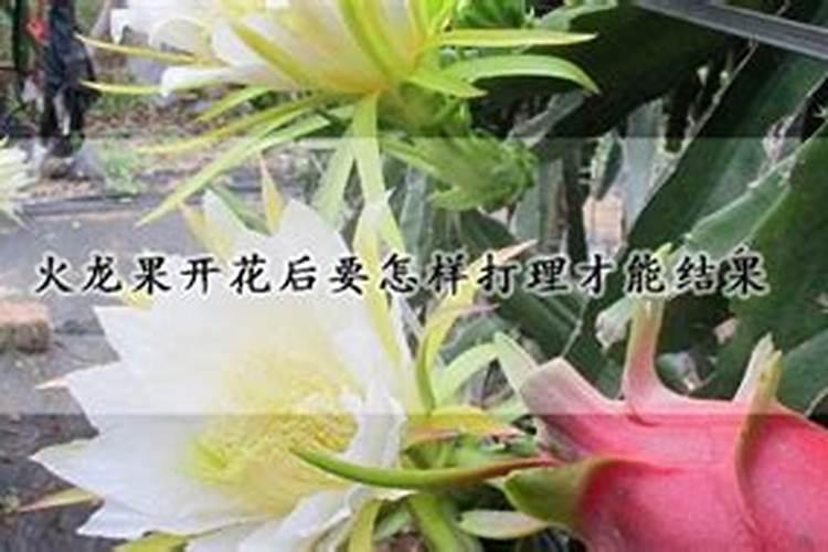 火龙果开花要施什么肥