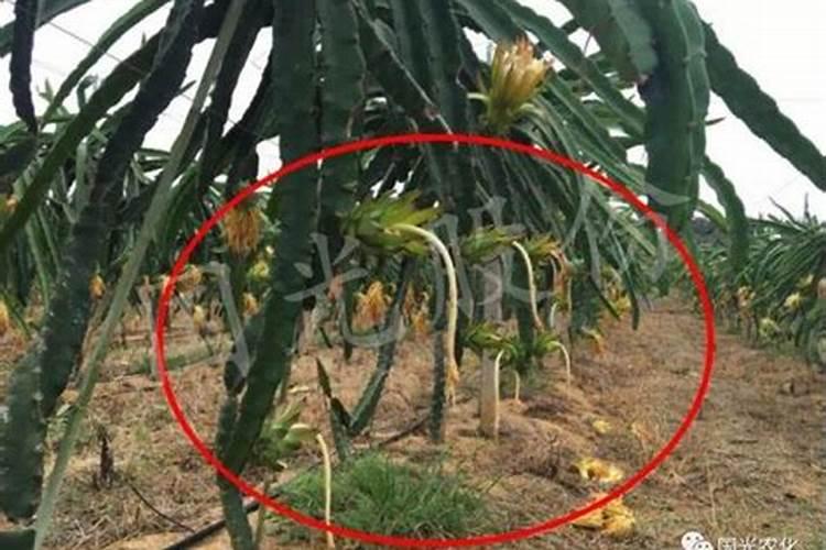 火龙果挂果期需补哪种肥料