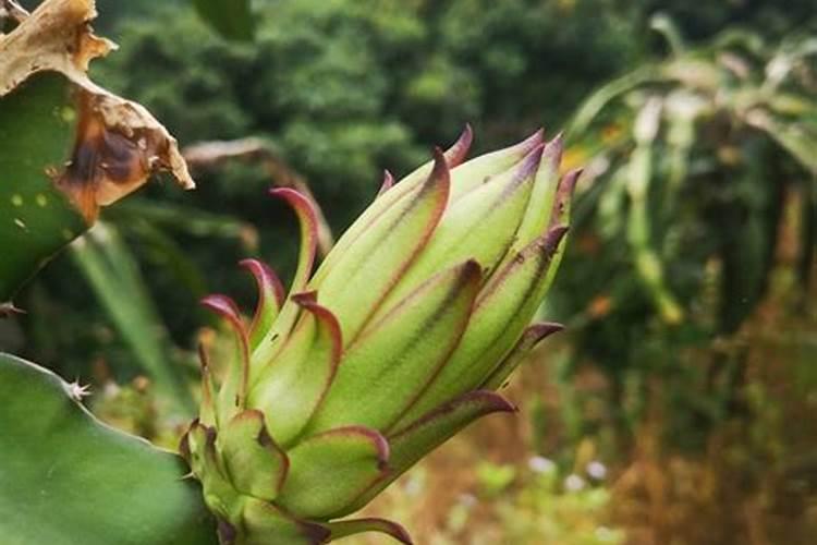 冬枣几月份成熟？