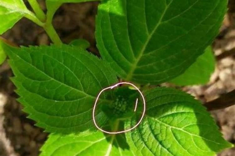 绣球有花苞了该怎么施肥
