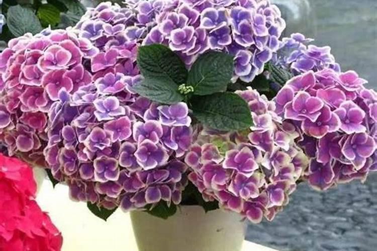 绣球有花苞了该怎么施肥
