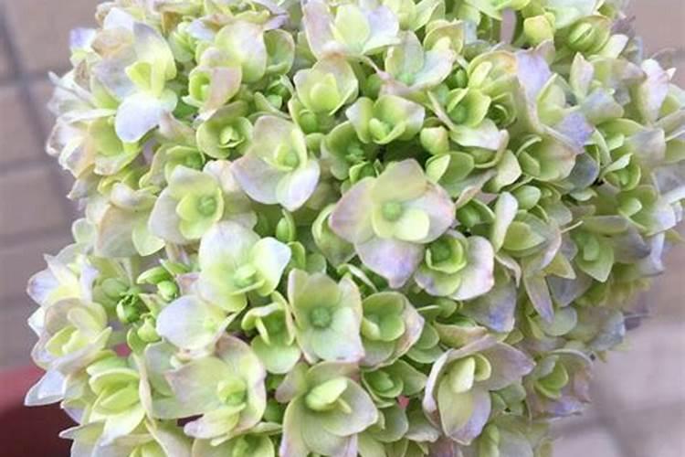 绣球花和花苞都很旺入冬了怎么办？