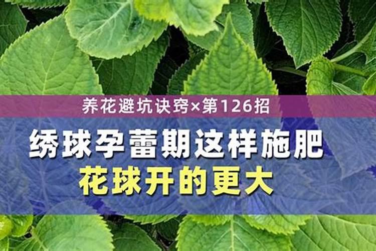 绣球花打花苞后,应该怎样正确施肥？