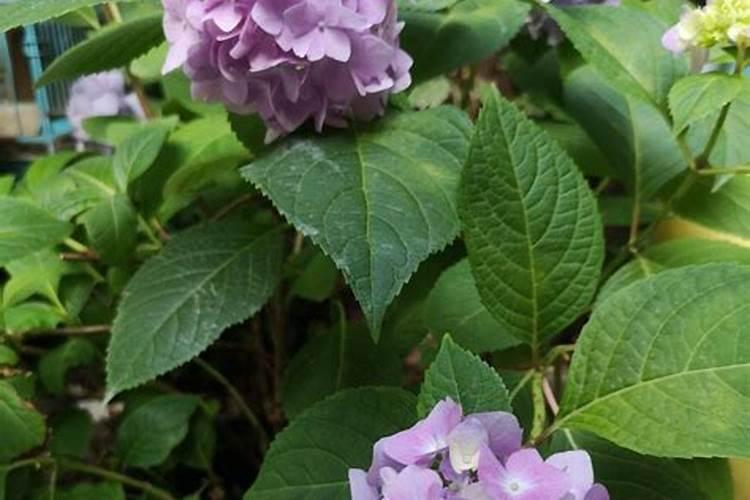 绣球花施什么肥最好