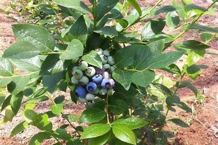 什么肥料对兰花发芽生根开花最好