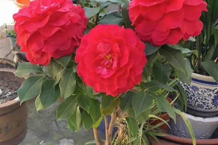 茶花长芽如何施肥