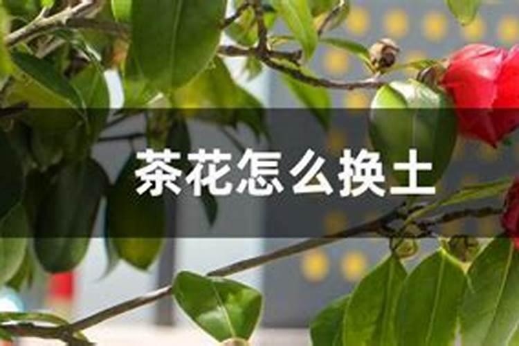 茶花施什么肥,什么时候施好
