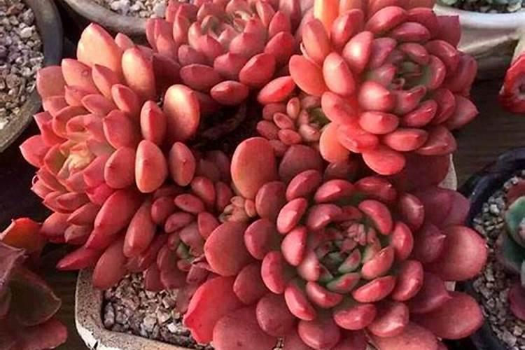 磷酸二氢钾在蔬菜上怎么用？配着尿素用效果很奇妙!