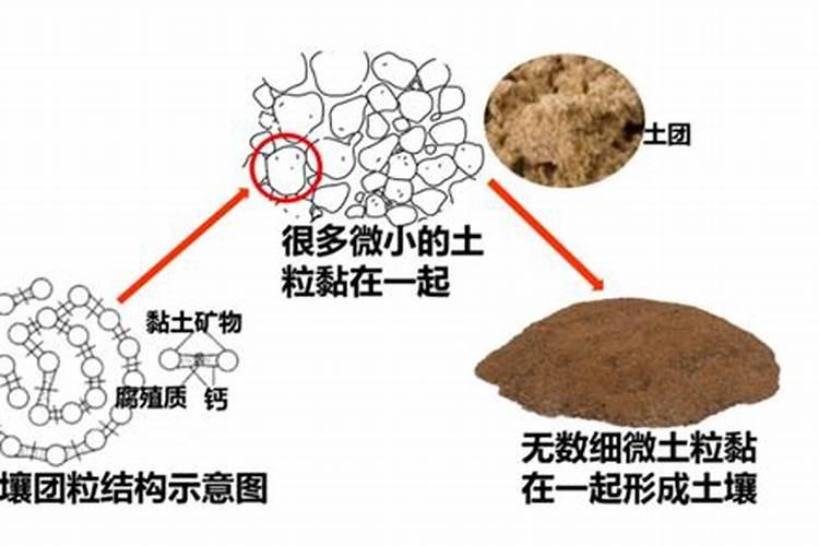 沙培花生芽流程