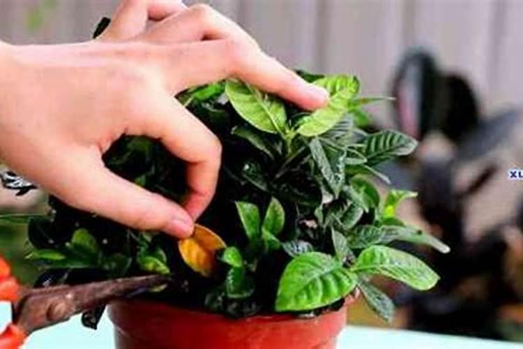 种沙糖桔用什么土比较好