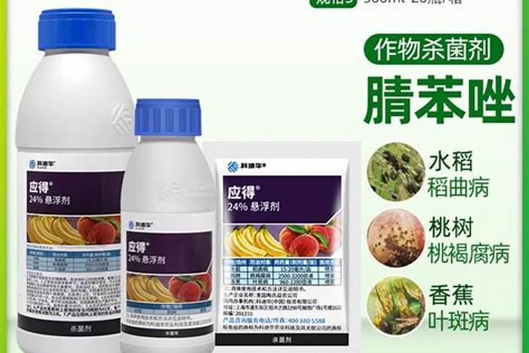 观音竹叶子黄了怎么办,4个步骤使其恢复健康