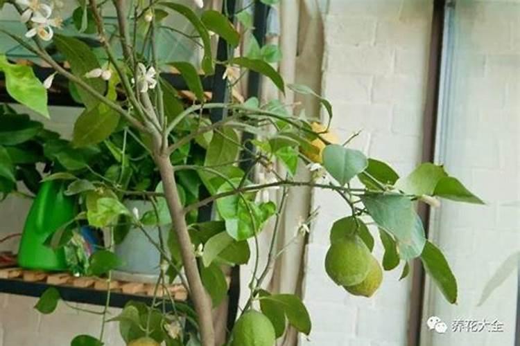 水稻氮肥有哪些？