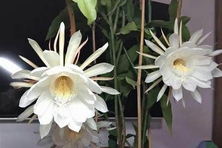 昙花长花蕾的时候可以施肥吗