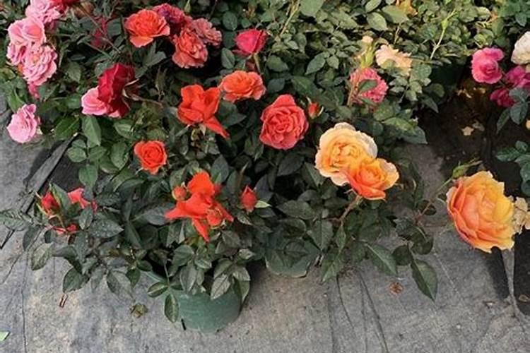 蔬菜过度施用有机肥有什么危害？