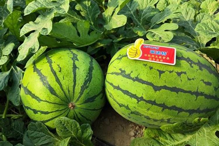 如何种植提高西瓜产量和品质(西瓜怎么施肥能增产增甜)