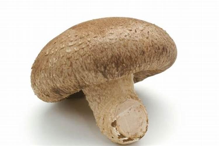 种植香菇的时候,都需要注意哪些问题？