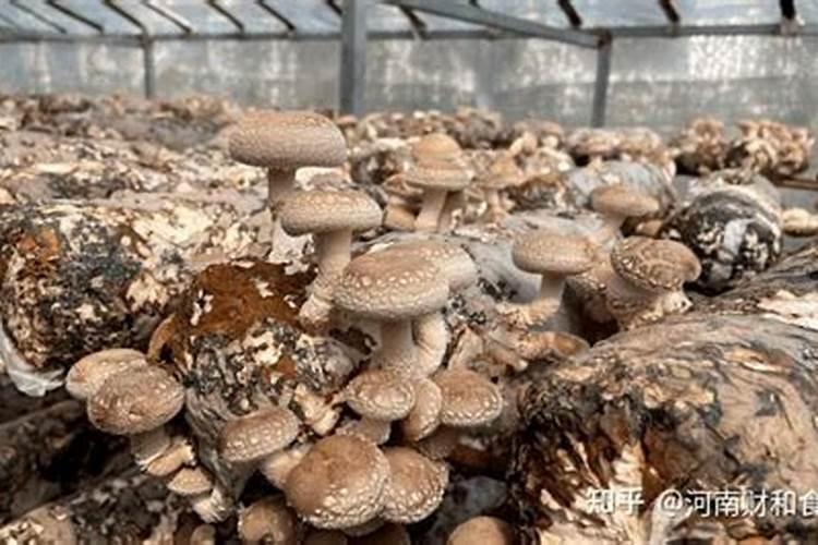 香菇的详细种植方法