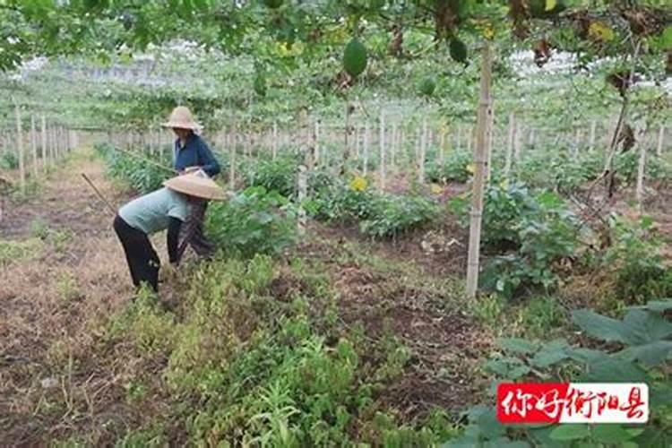 瓜蒌种植第一茬与第二茬间隔多少年？
