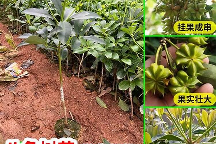 矿源黄腐酸钾使用方法是什么 建议施用天萃焕壤