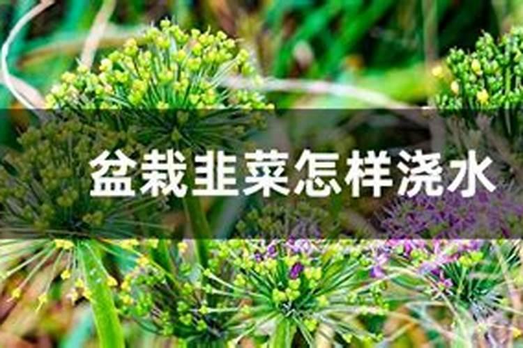 韭菜最忌讳的两个肥料