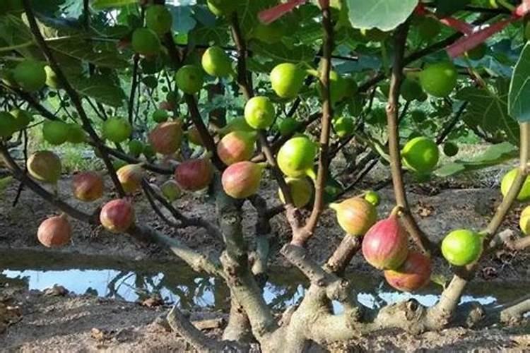 无花果施肥用什么肥料