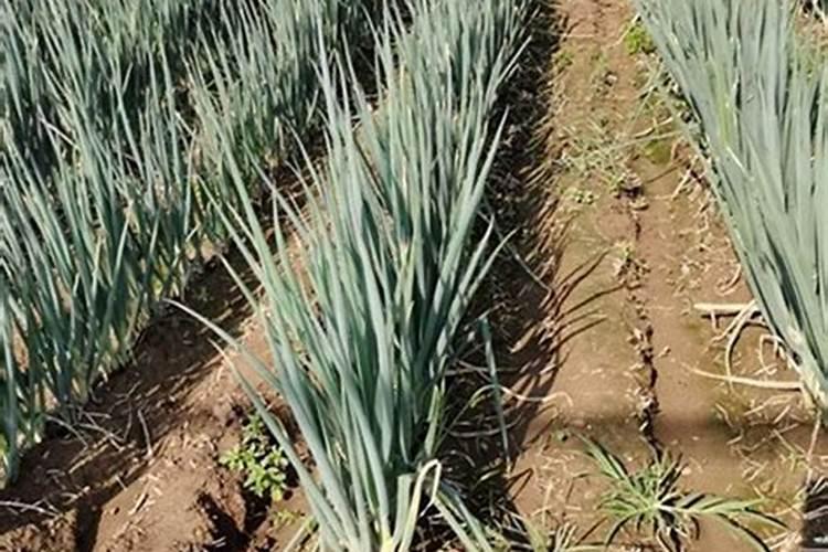 水溶肥的正确使用方法