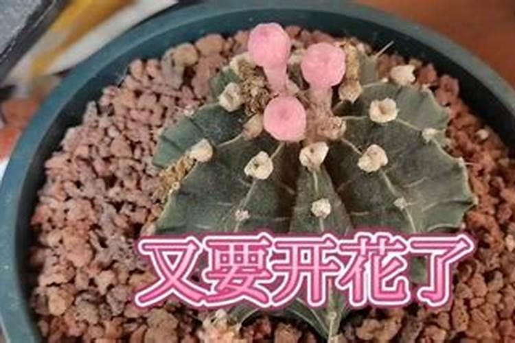 栀子花花苞时浇什么肥料(栀子花施什么肥才能长出花蕾)