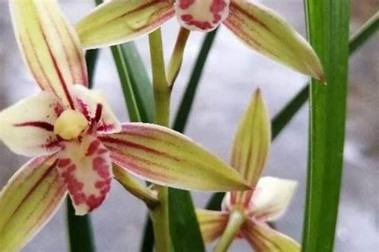 养花使用什么样的肥料好 养花一般要施什么肥料