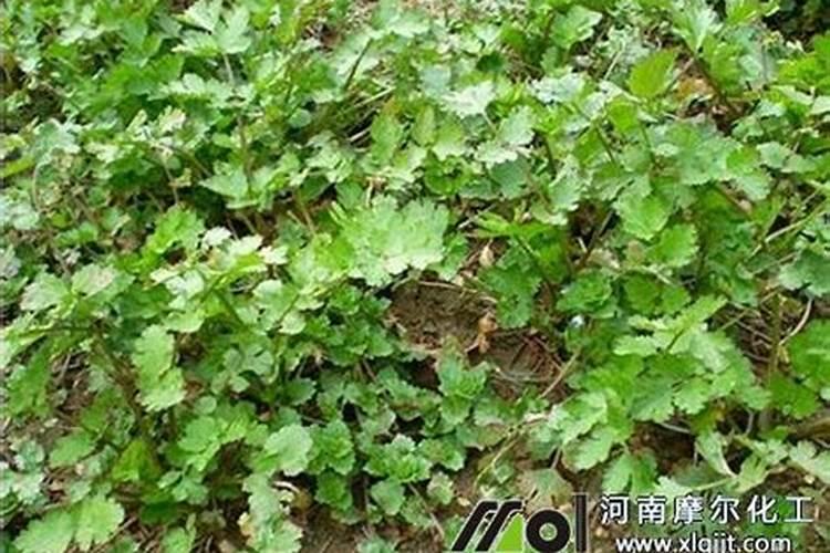 小葱用什么叶面肥好？