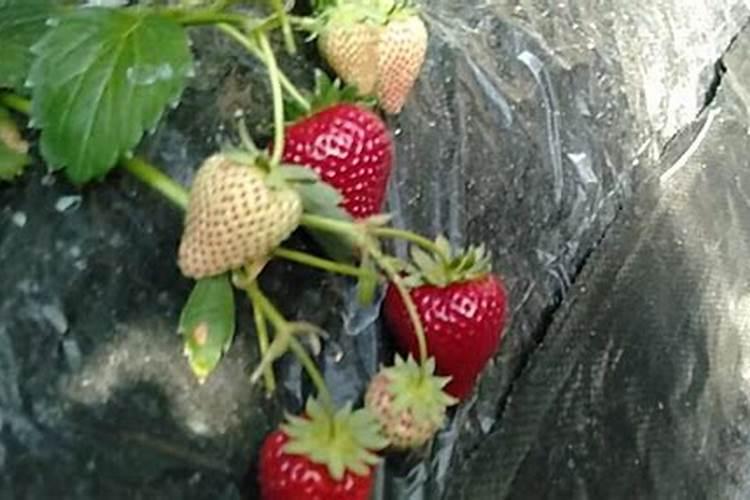 果树促花用什么叶面肥好？