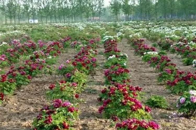 草莓开花时中午能打药吗？