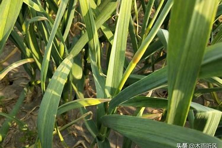 国内年产20万吨有机肥企业有几家