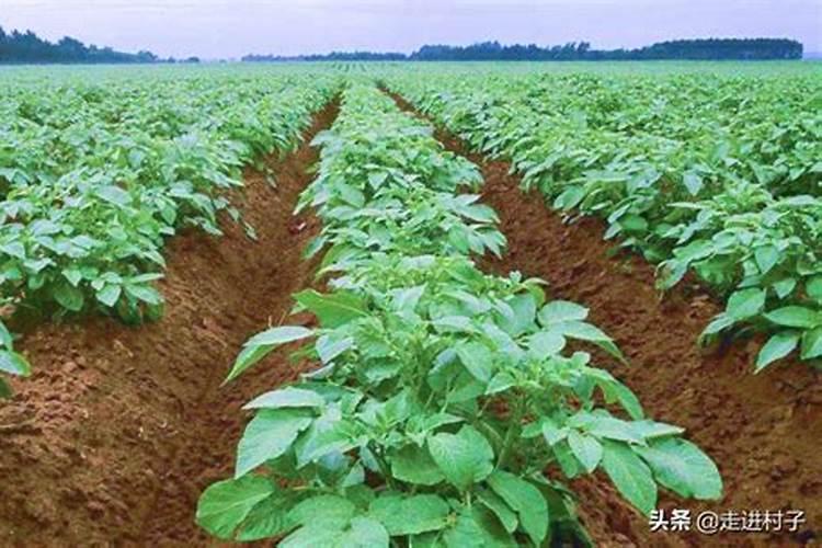 土豆种植技术与管理方法 高产栽培技术