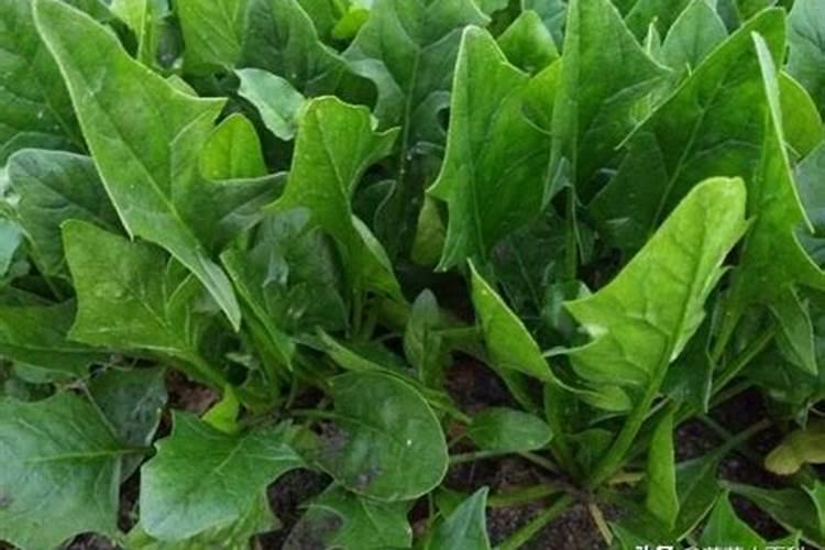 种植菠菜怎么施肥该施什么肥料