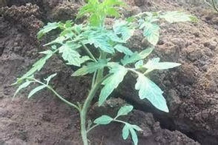 施什么肥料芹菜长得茂盛？