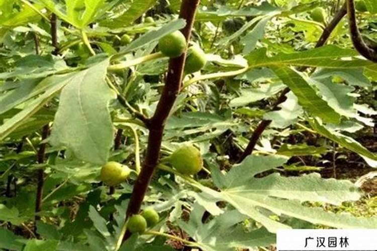 胺鲜酯和芸苔素什么介格？