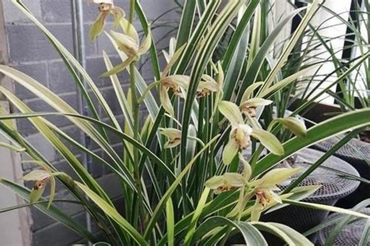 生物有机肥十大名牌