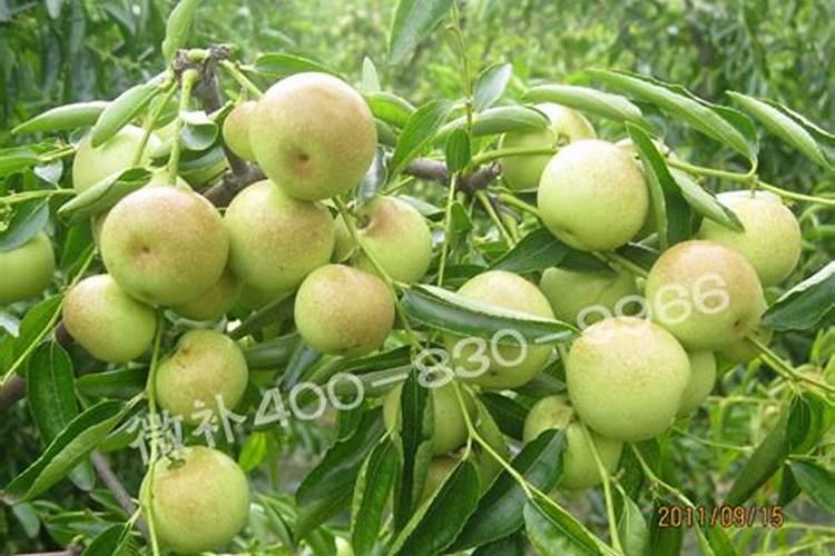 水稻硼肥的作用及使用方法