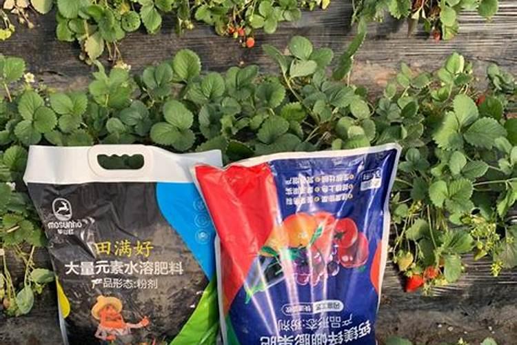 怎样才能使正在花芽分化的草莓苗长高？