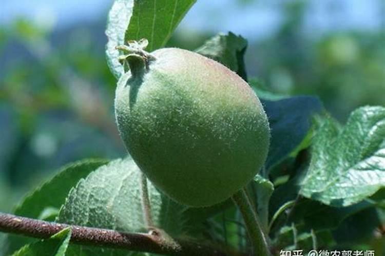 早熟苹果什么时候施钾肥最好？