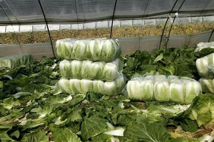 月季花施肥施什么肥料 养护方法及注意事项