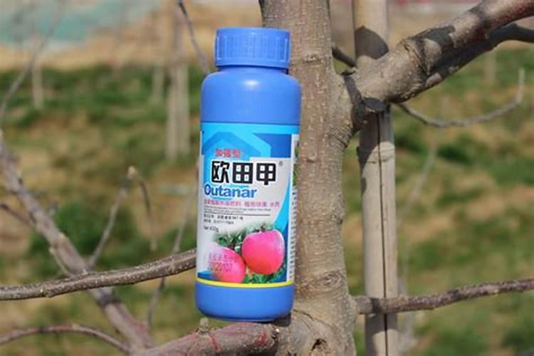 大姜死苗是怎么回事 大姜怎么种植成活率高