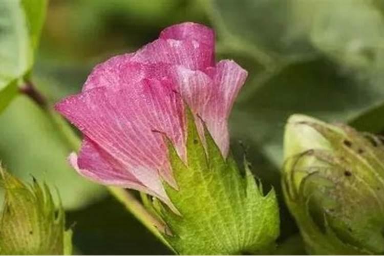 棉花的需肥量大,棉花施肥应该注意哪些问题？