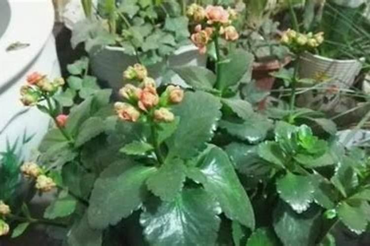 大樱桃树盛果期施肥的方法有什么？什么时间施肥最合适？