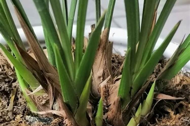 芹菜的施肥时期和芹菜的叶面肥选择